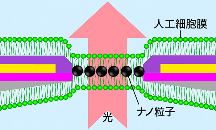 光反応ナノバイオデバイスの創成