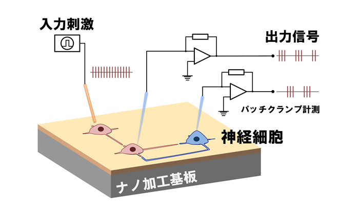 培養神経細胞回路網の構築