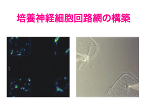 培養神経細胞回路網の構築