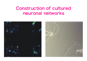 Construction of cultured neuronal networks